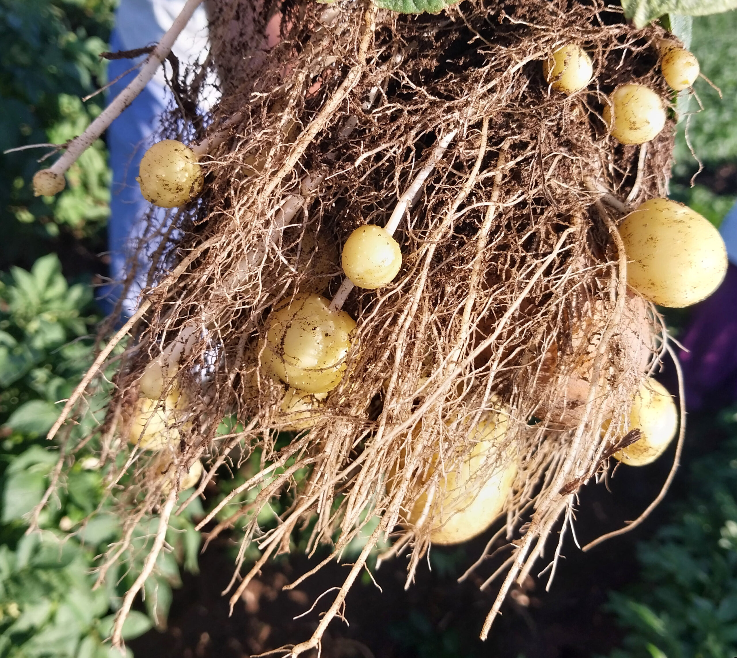 This is a potato plant that is bulking tubers. You can seeing potatoes growing larger and not hooking stolons.