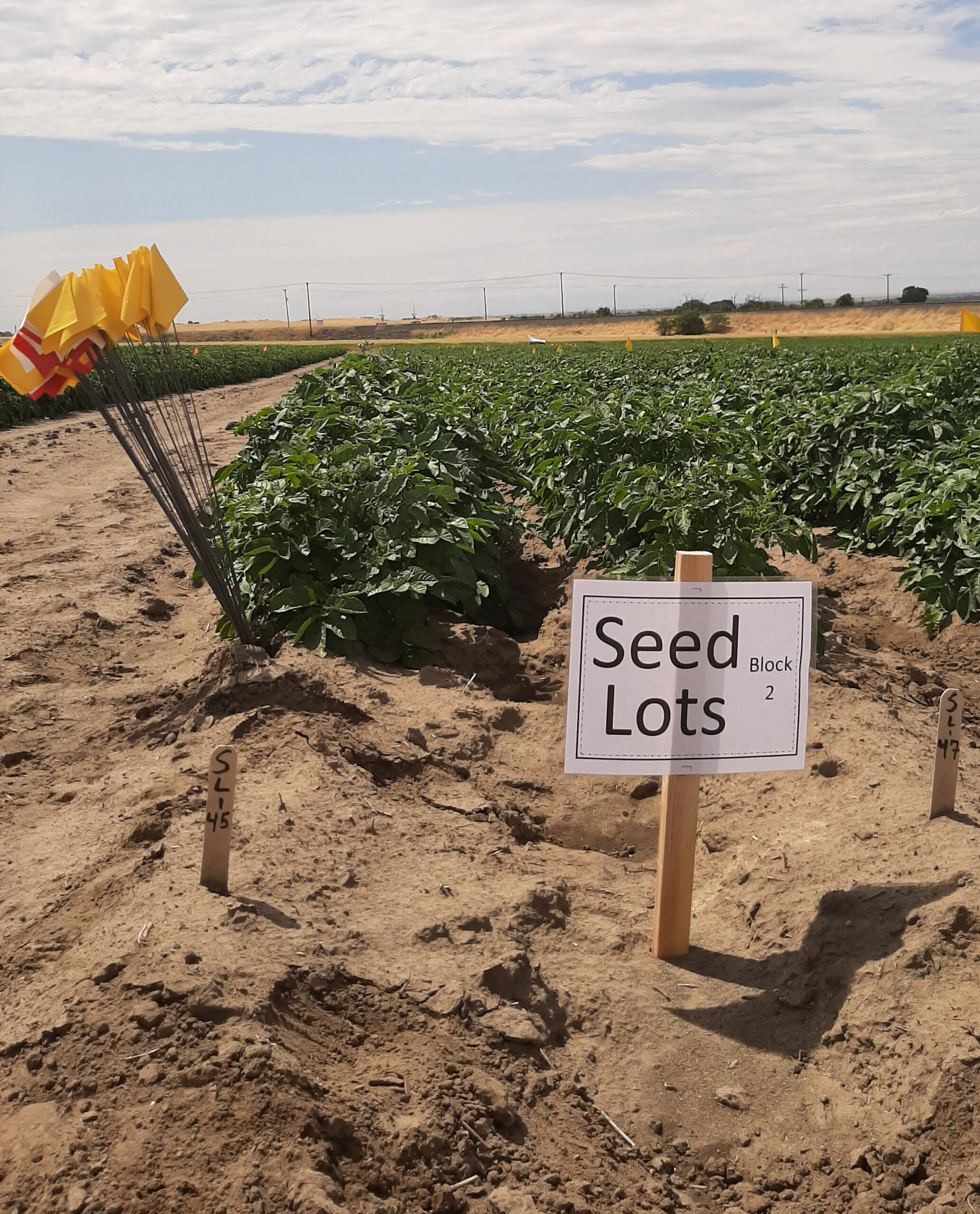 an image of a seed potato plot used for inspectors and potato professionals to see diseases and issues with seed lots.