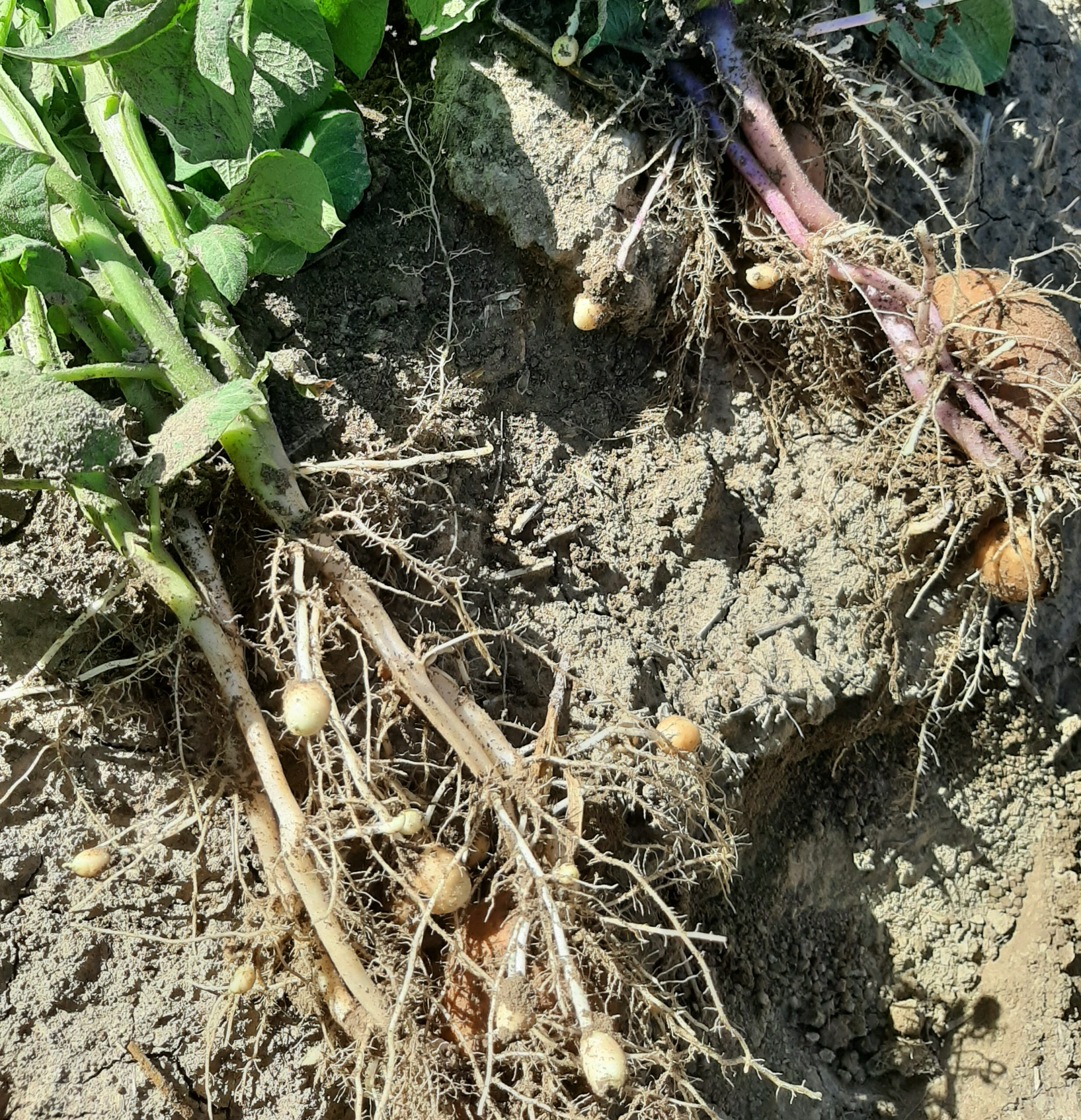 This is a potato plant that is initiating tubers. You can seeing stolons hooking and young, growing tubers.