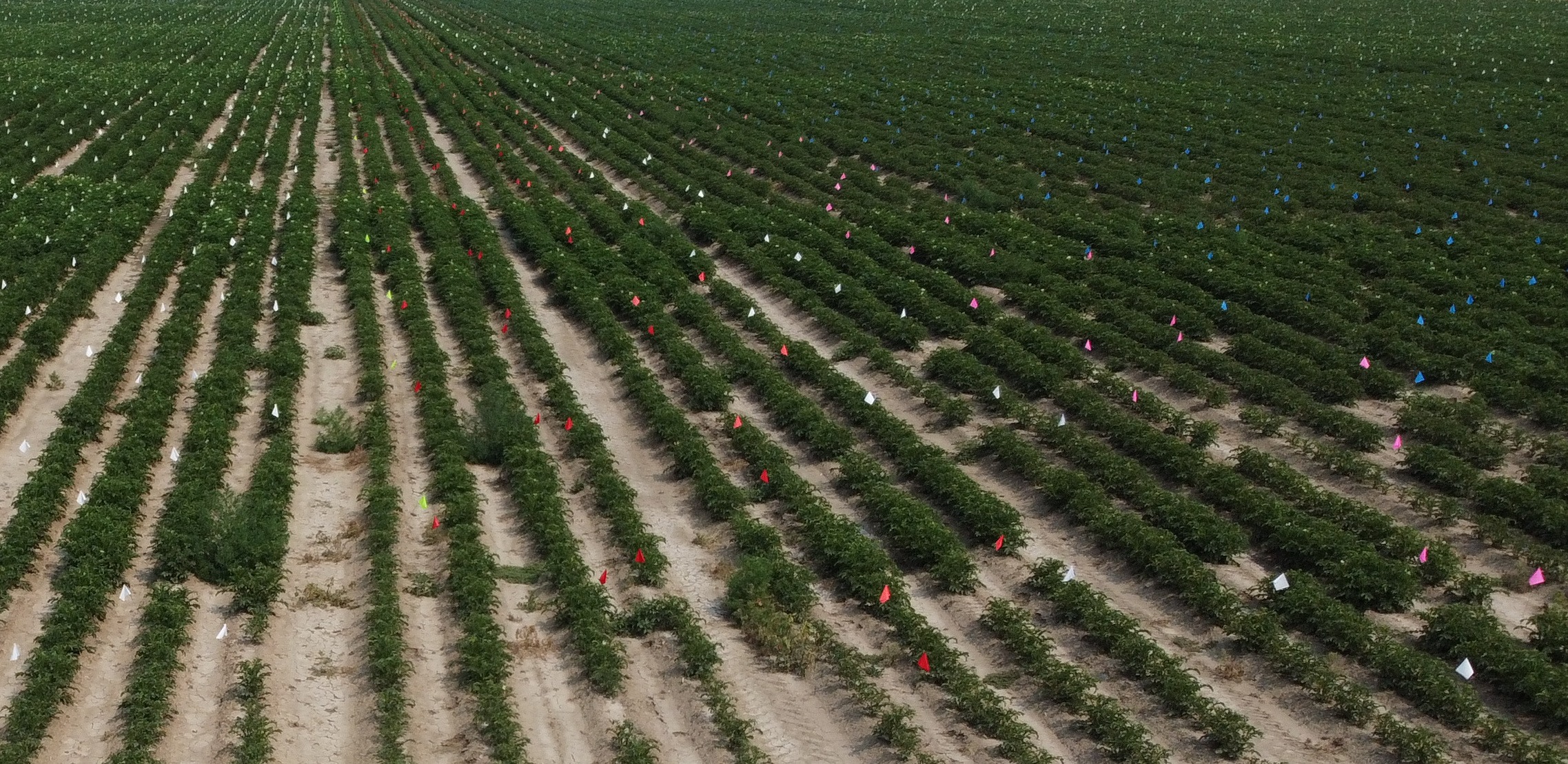 This is an image of a early generation seed potato field planted in family units with each one marked with a flag.