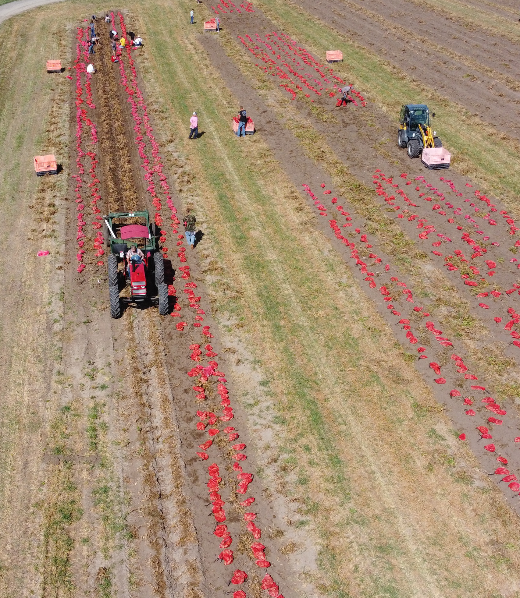 an early generation seed potato tuber unit harvest in Montana