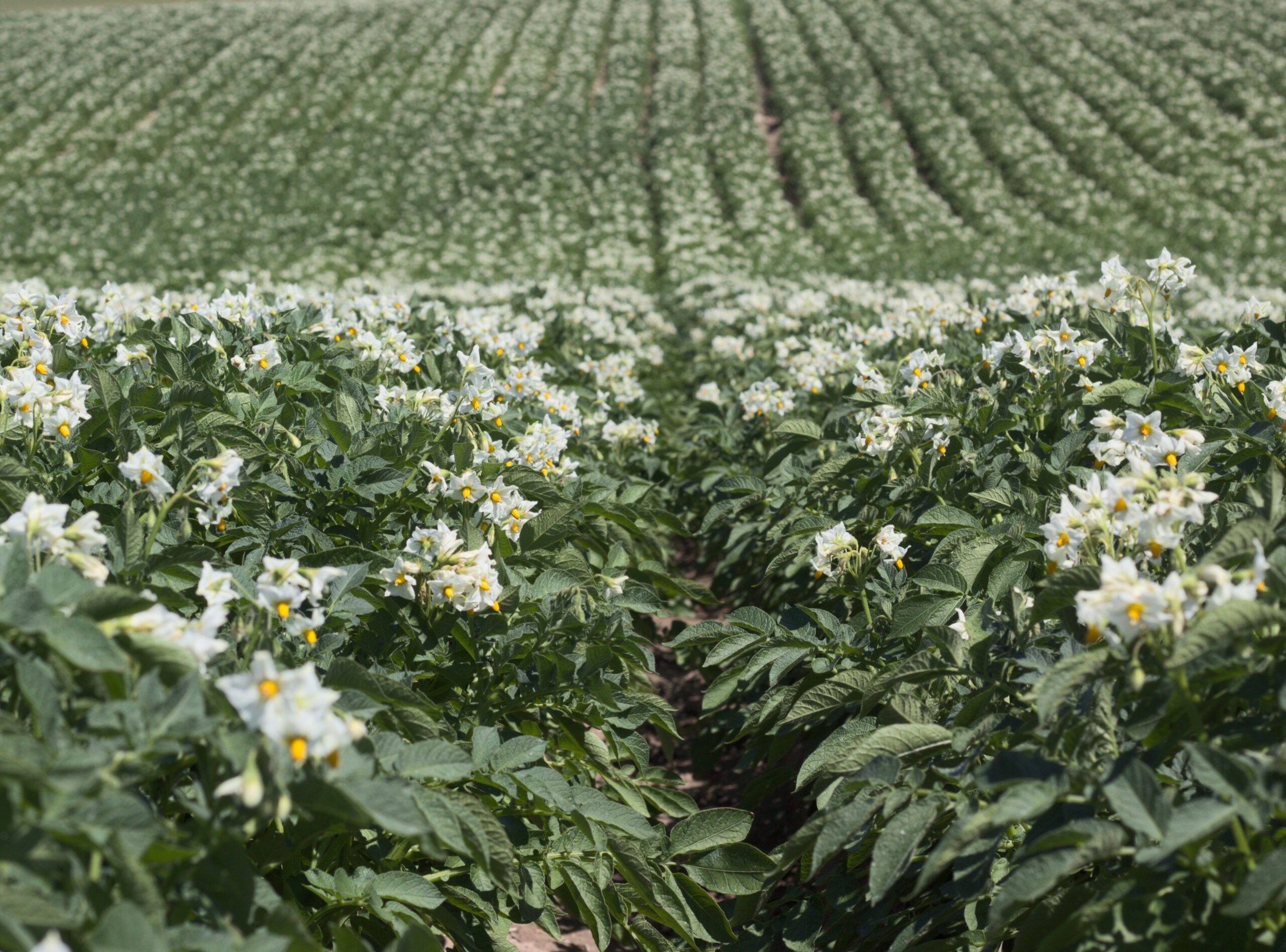 An image of the haulm of alturas seed potatoes bulking during the summer. 