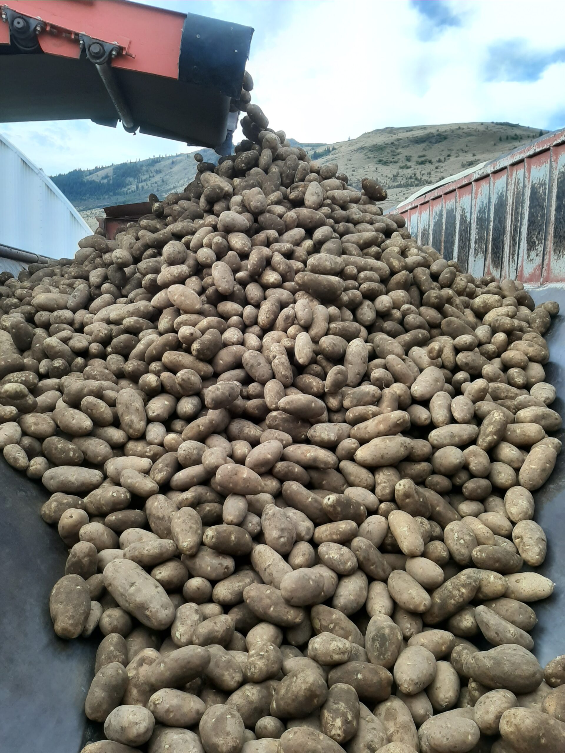 Potatoes piled in the back of spud truck