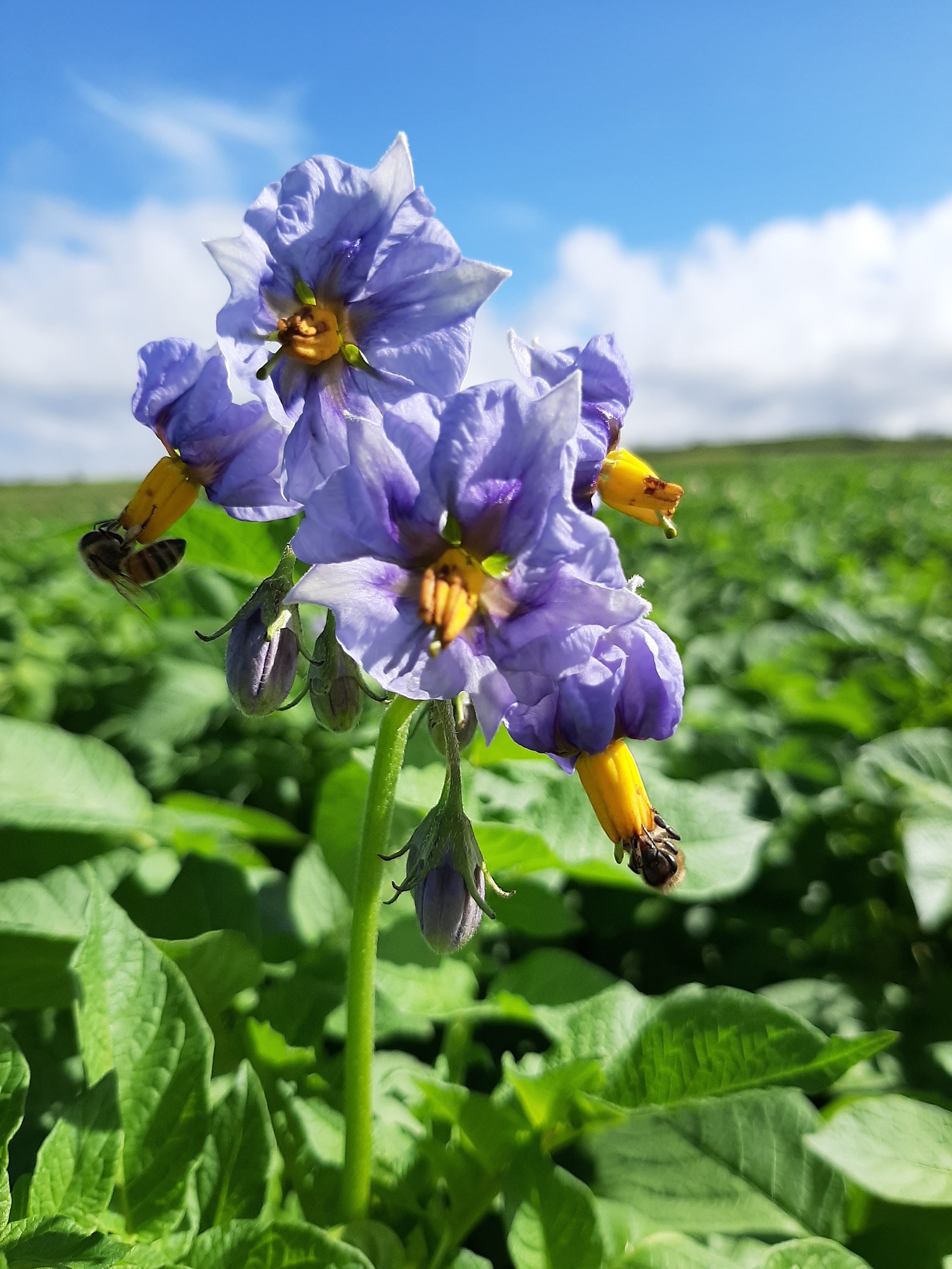 potato blossom up close