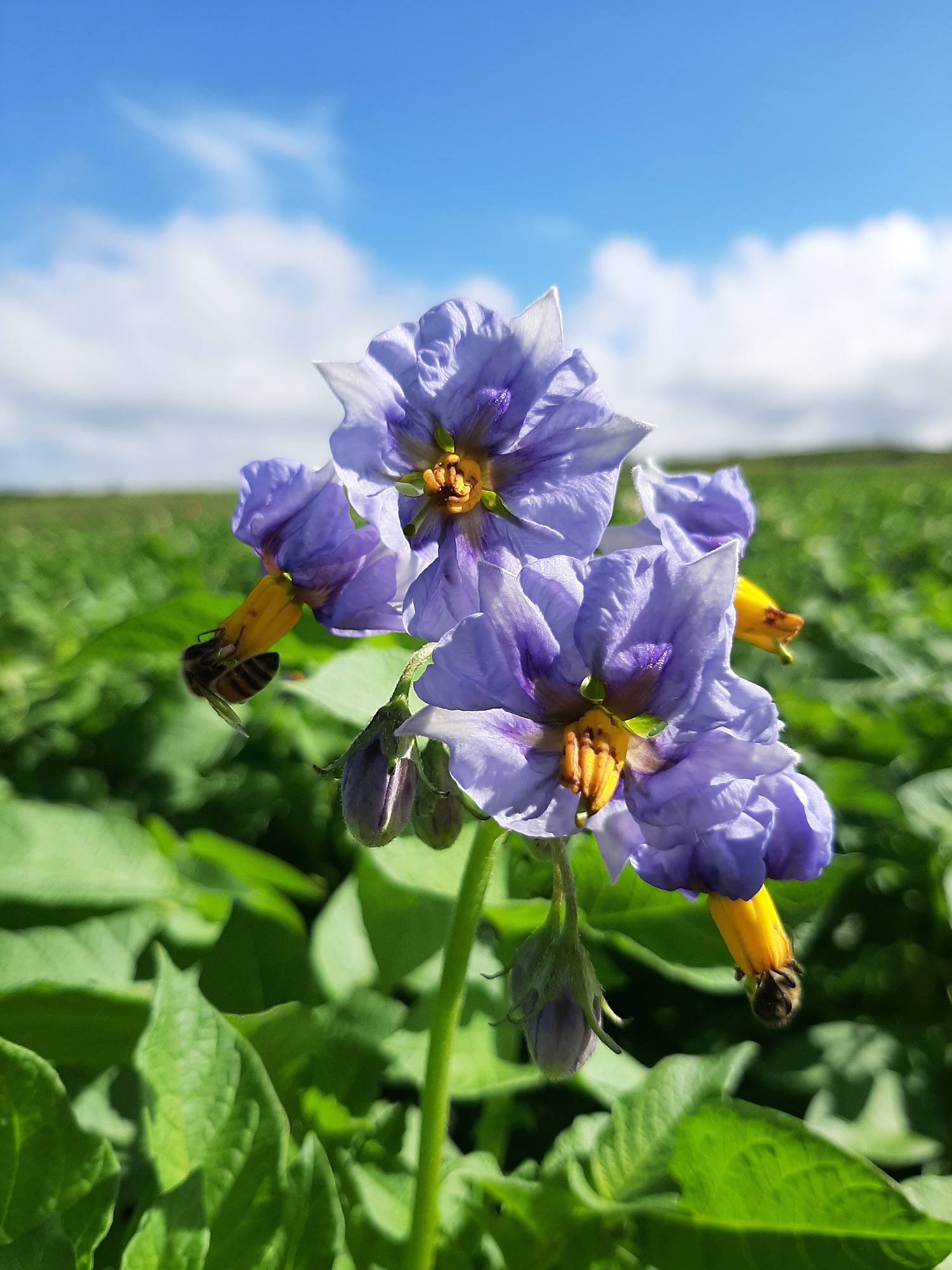 Blue Potato Flowers