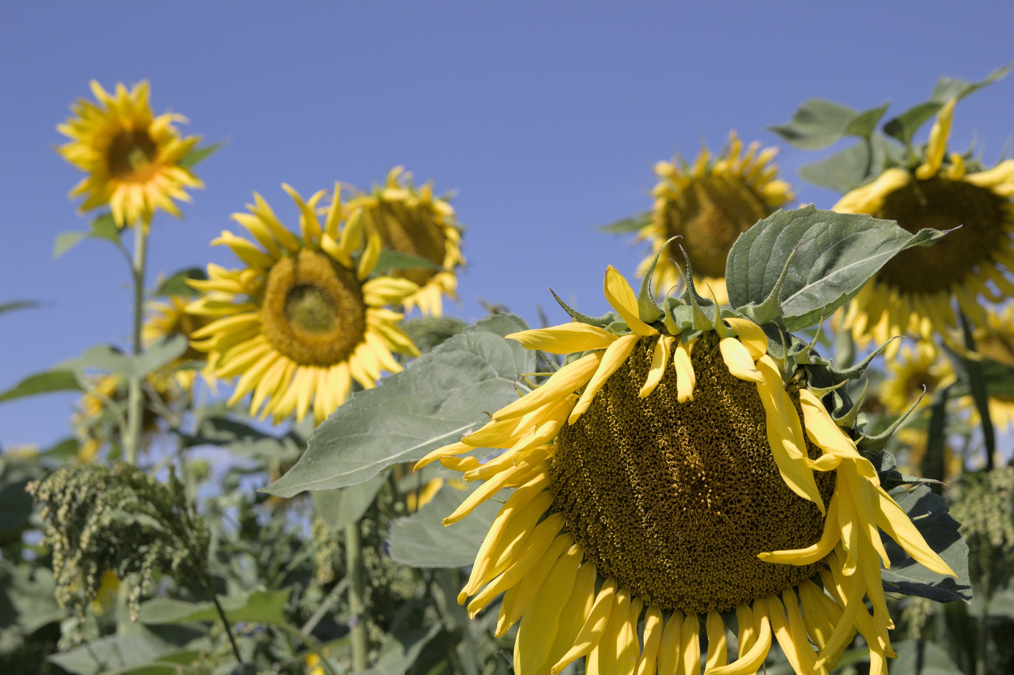 close up of sunflower