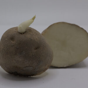 single Russet Burbank Seed tuber