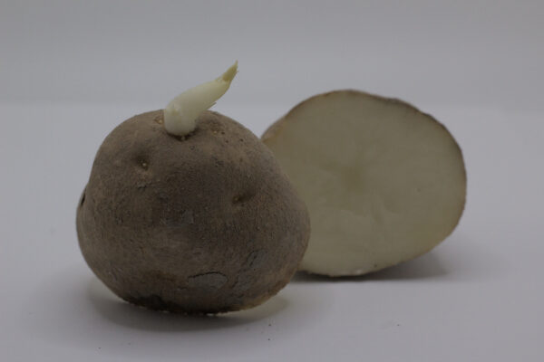 single Russet Burbank Seed tuber