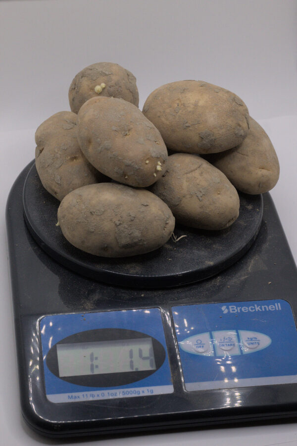 1 pound of burbank seed tubers on a postage scale.