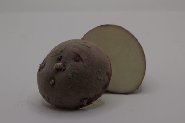 Single Dark Red norland seed potato