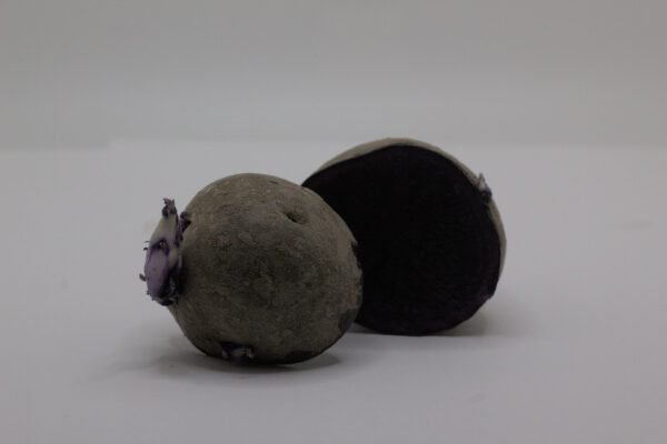 single purple fingerling seed tuber