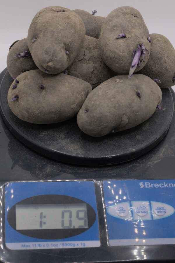 one pound of purple fingerling seed tubers on a postage scale