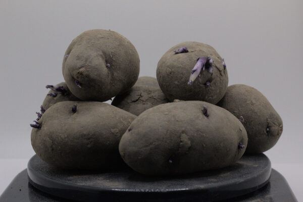 purple fingerling seed tubers