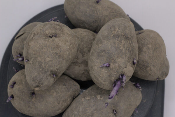 purple fingerling seed tubers from above