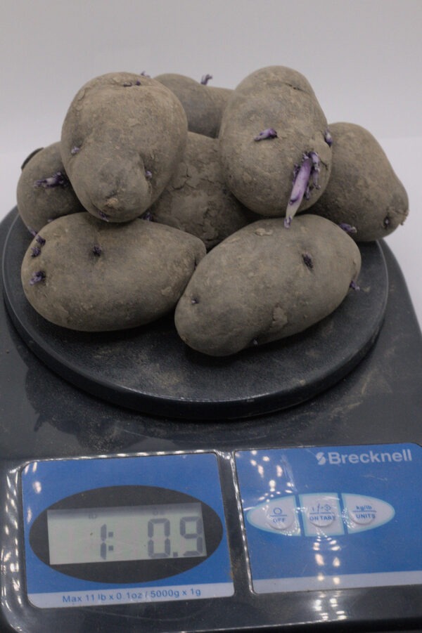 one pound of purple fingerling seed tubers on postage scale