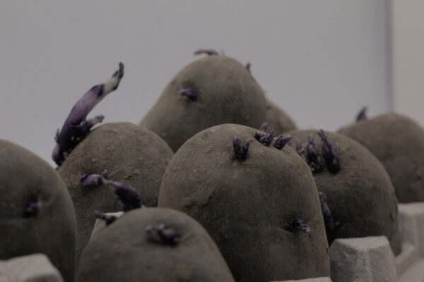 purple fingerlings in egg carton