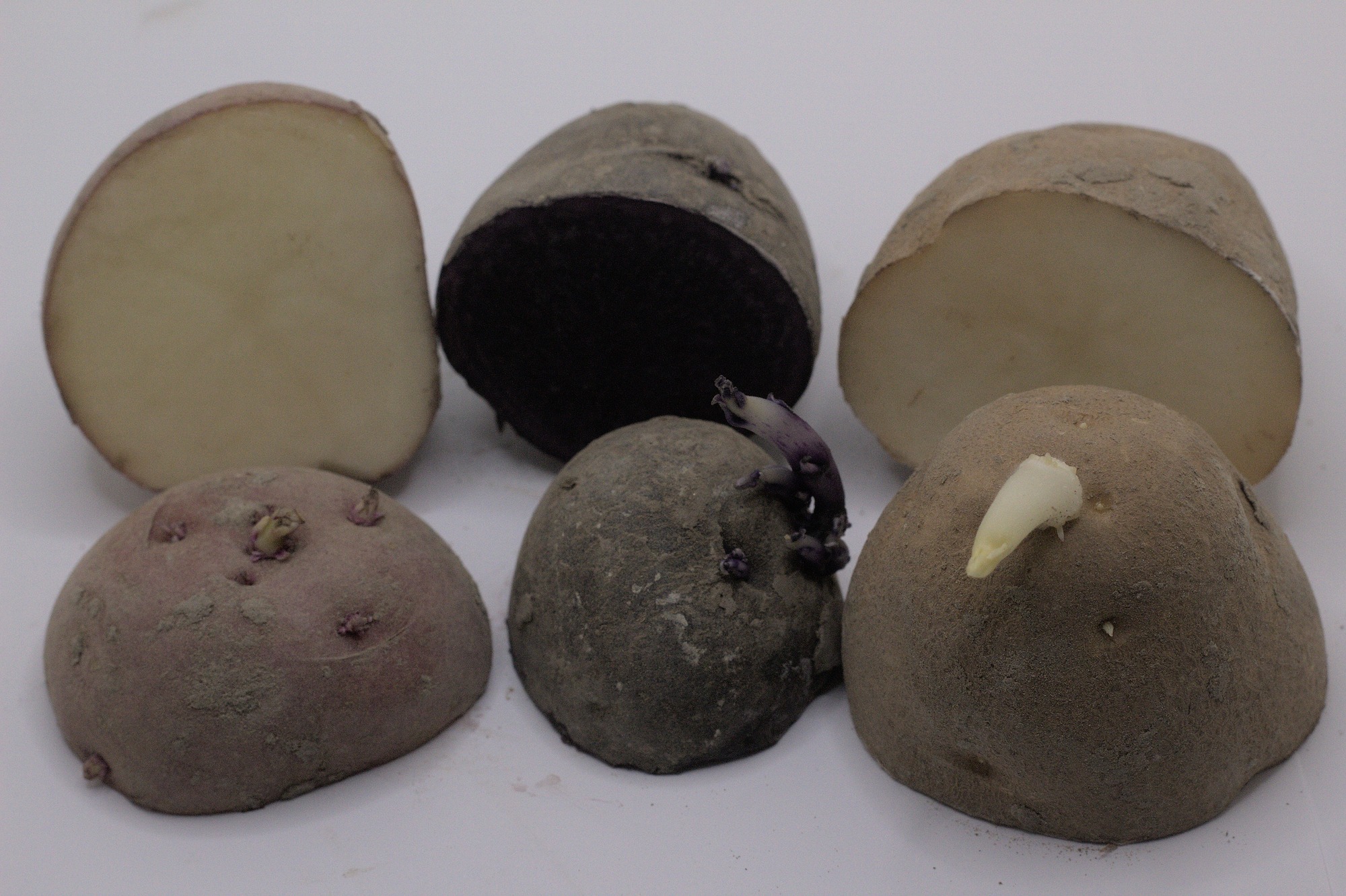 single dark red norland, purple fingerling, and russet burbank seed potatoes