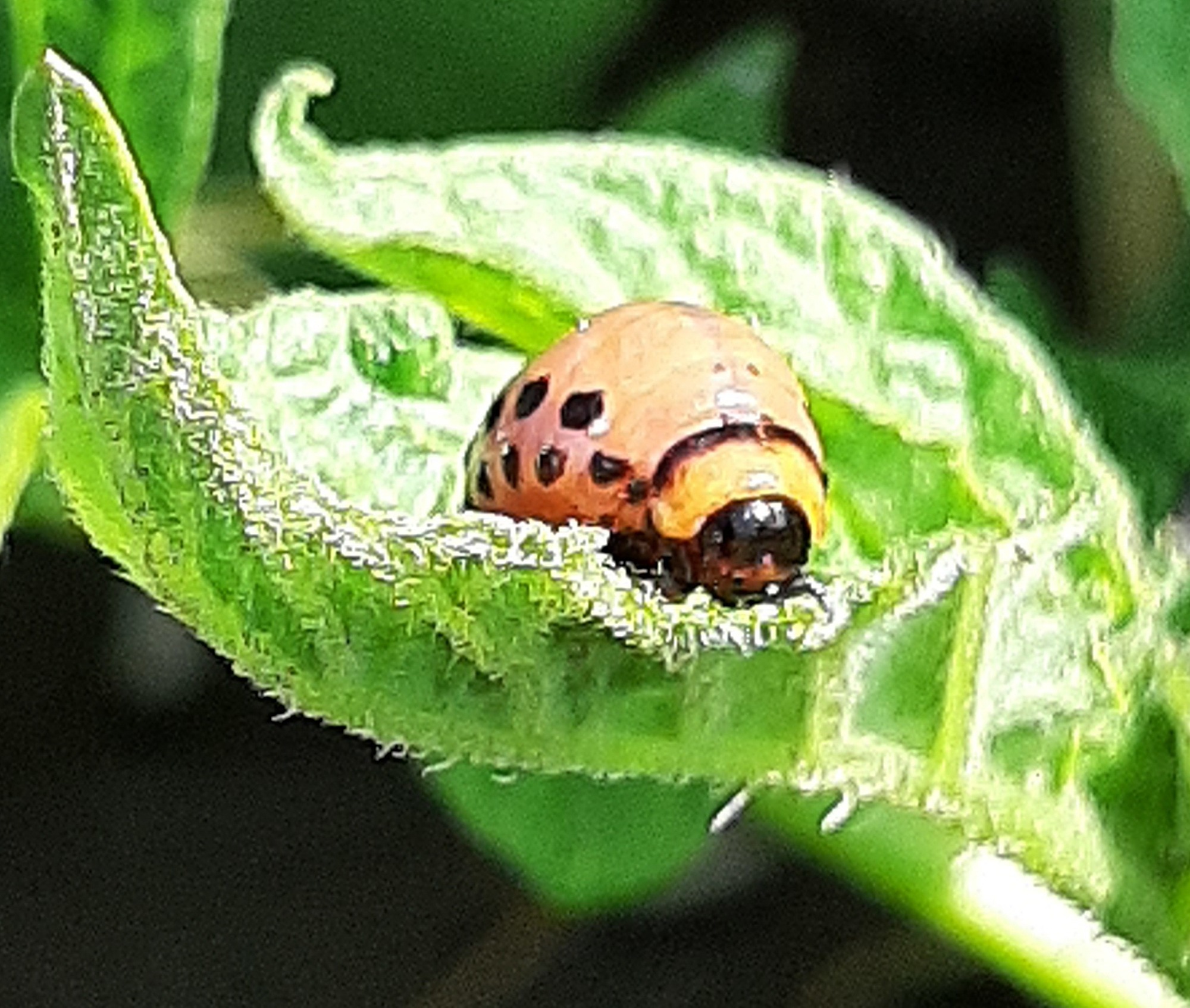 close up of immature colorado potato beetle on potato