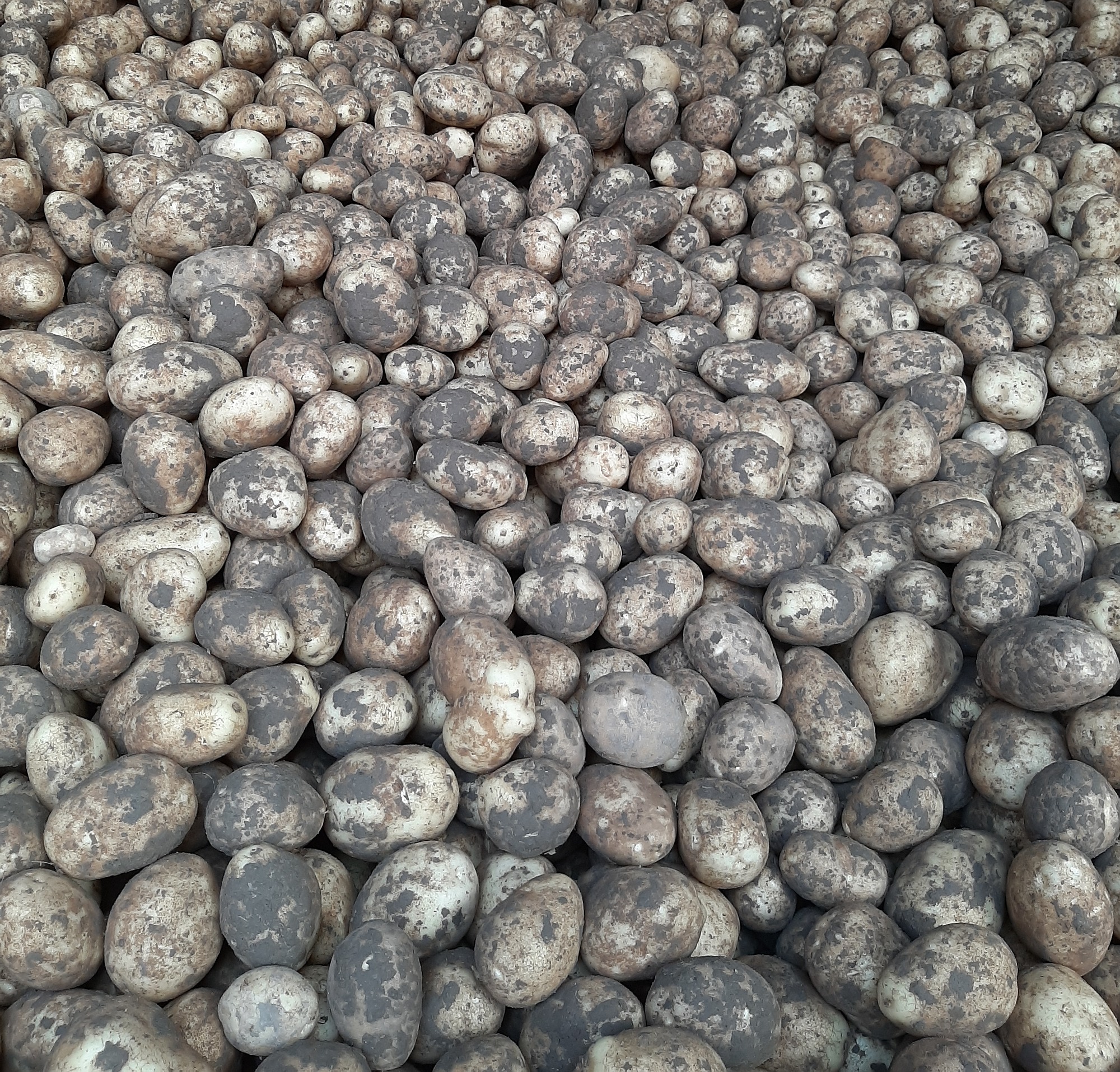 zoomed in tubers in the pile