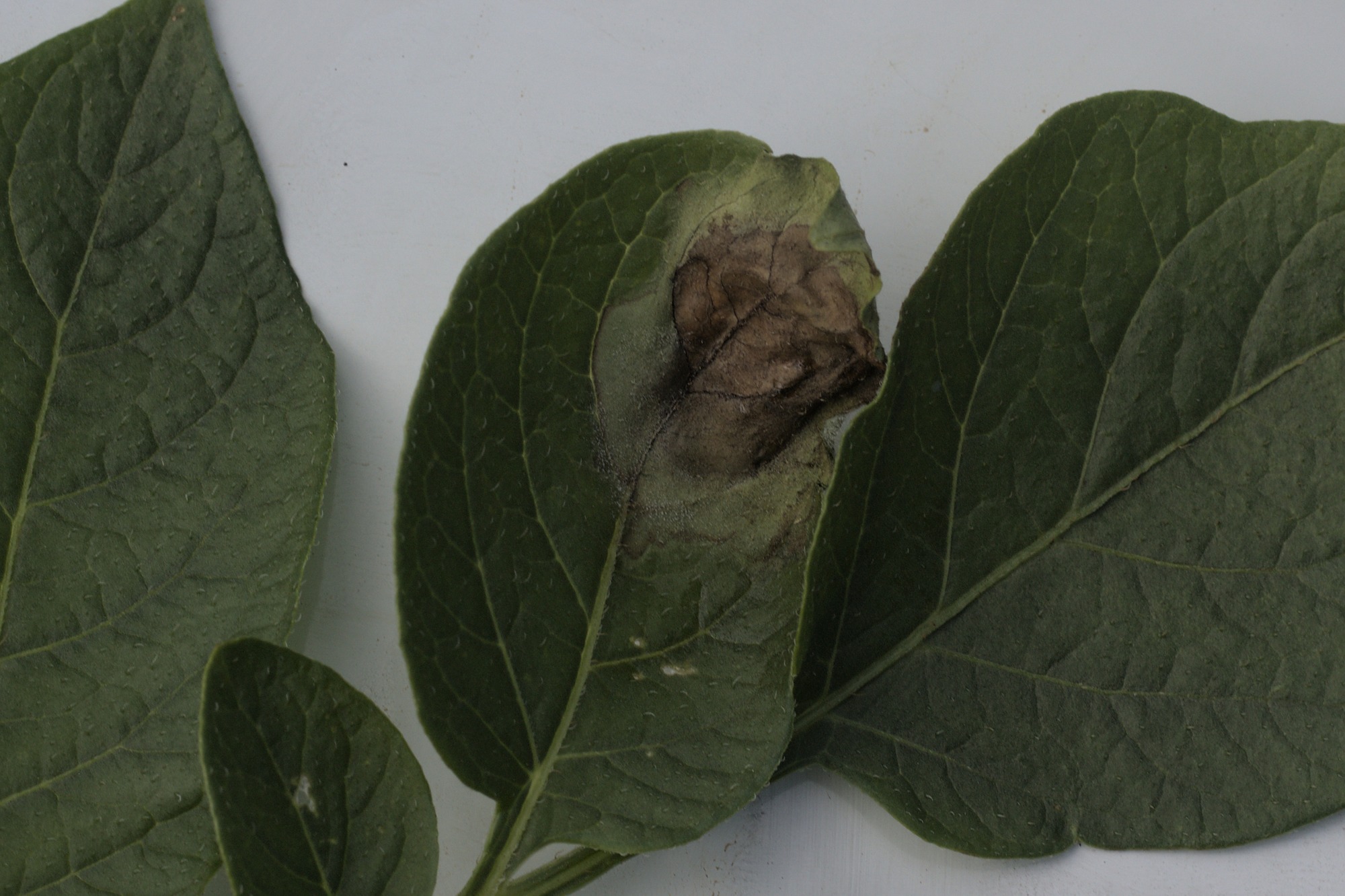 zoomed in late blight lesion on potato