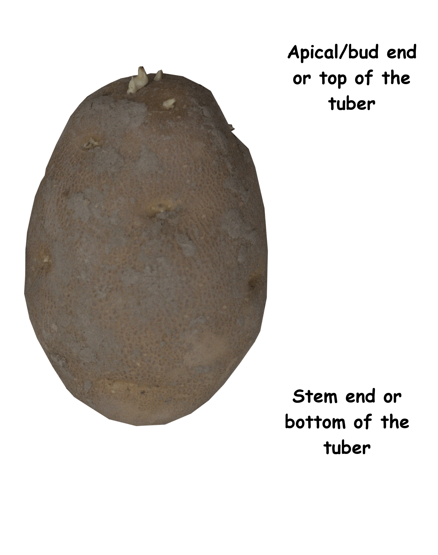 Potato top and bottom explained