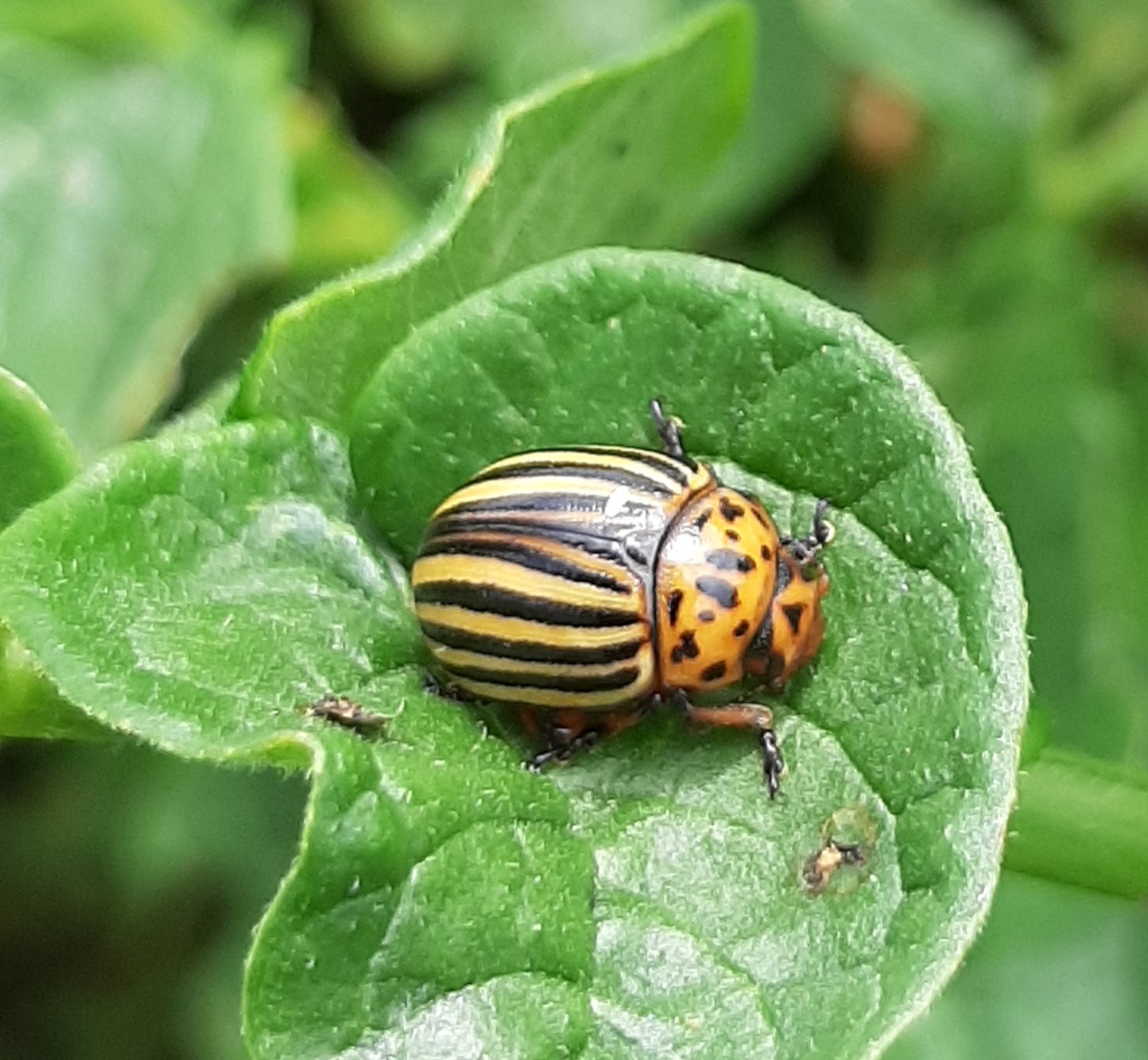 Close up of adult Colorado Potato Beetle