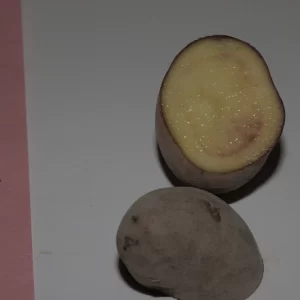 Cut French Fingerling seed potato