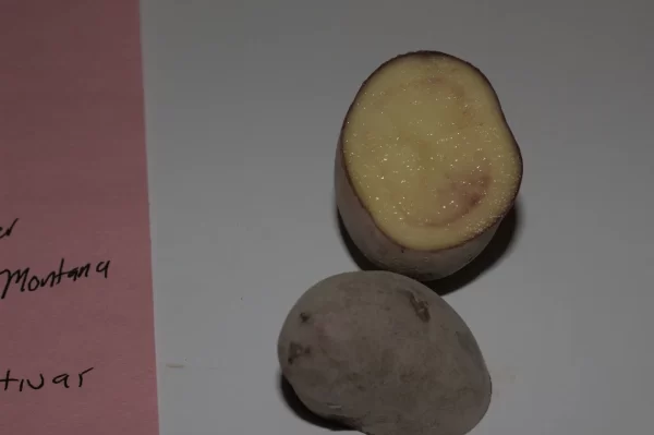 Cut French Fingerling seed potato