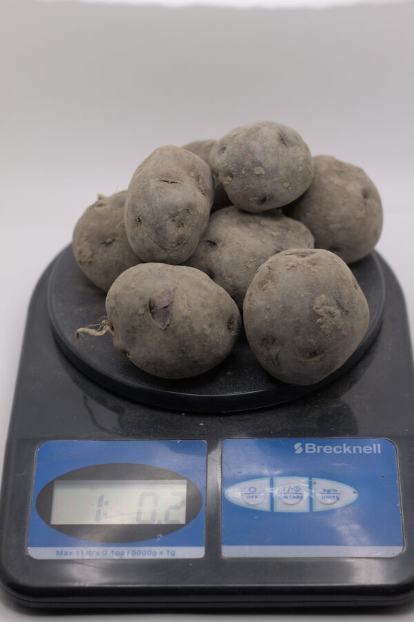 1 pound of all-blue seed tubers on a scale