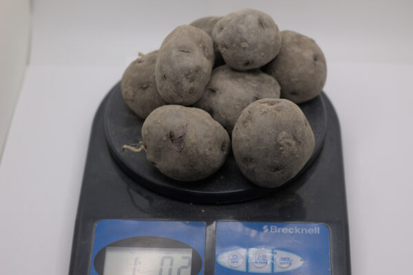 1 pound of all-blue seed tubers on a scale