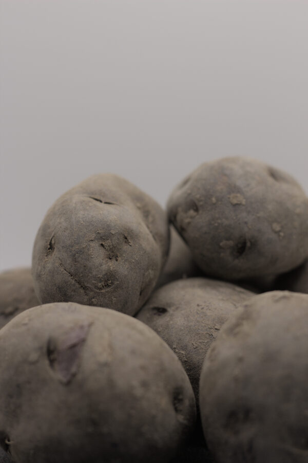 all-blue seed tubers close up