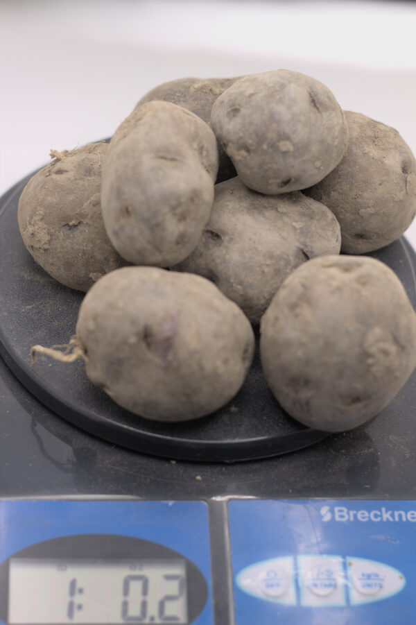 1 pound of all-blue seed tubers on a scale