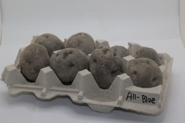 all-blue seed tubers