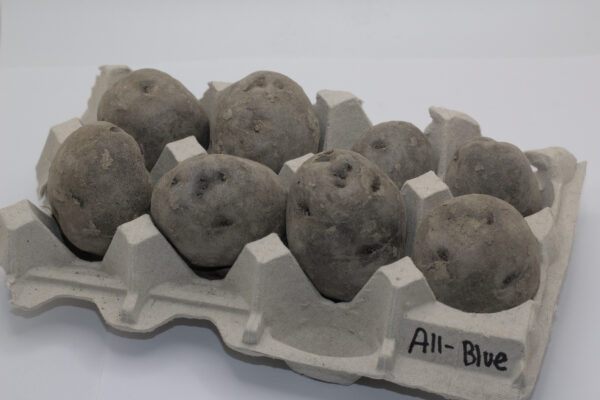 all-blue seed tubers