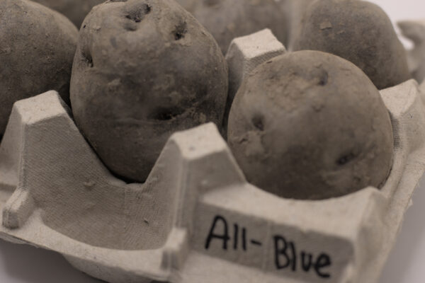 all-blue seed tubers close up