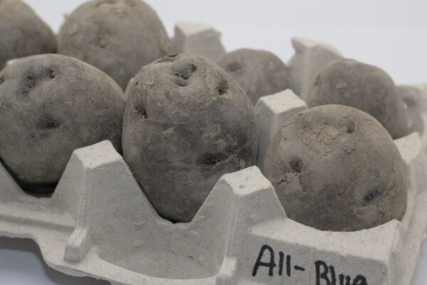 all-blue seed tubers close up