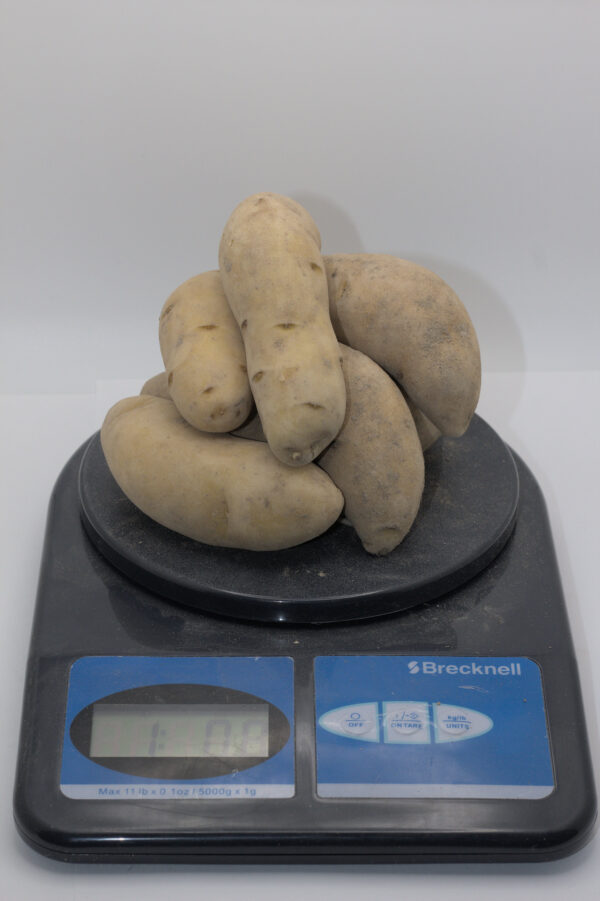 1 pound of Austrian Crescent on a scale