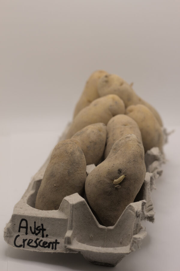Austrian Cresent tubers