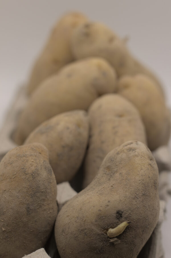 Austrian Cresent tubers