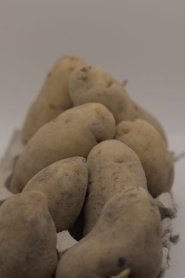 Austrian Cresent tubers