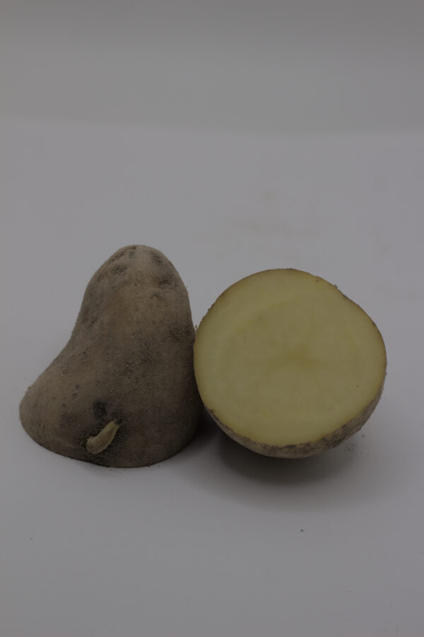 Austrian Crescent Tuber cut and close up