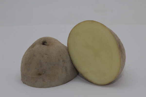 Bintje tuber cut in half close up