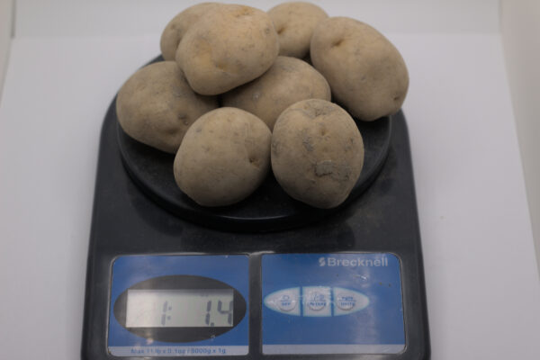 One pound of Bintje tubers on scale
