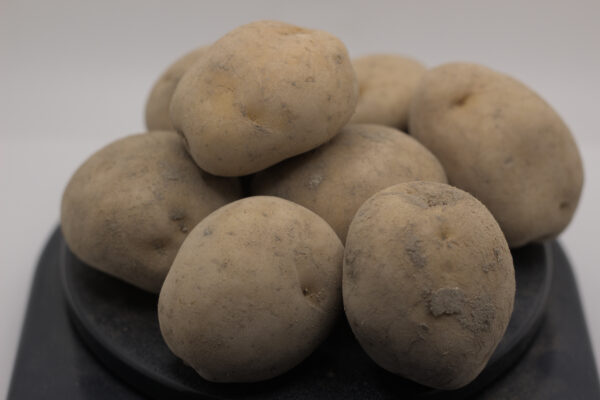 Bintje seed tubers close up
