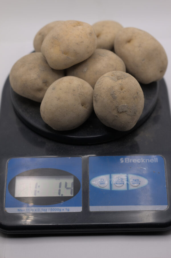 One pound of Bintje tubers on scale