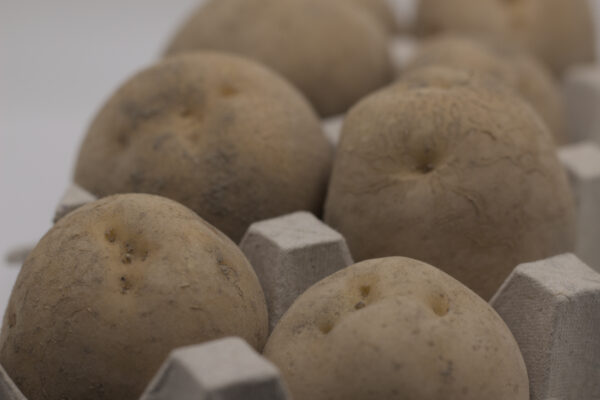 Bintje seed tubers close up
