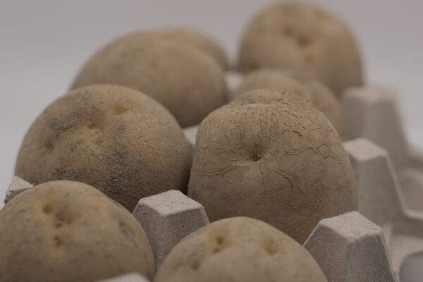 Bintje seed tubers close up