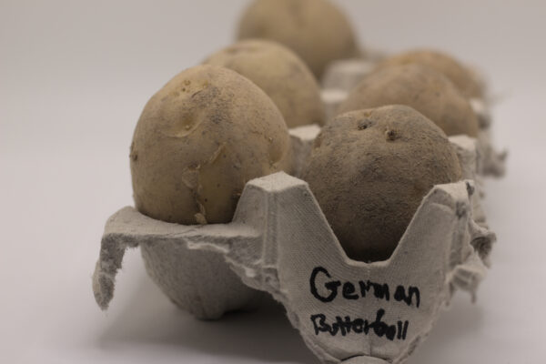 German Butterball seed tubers in egg carton