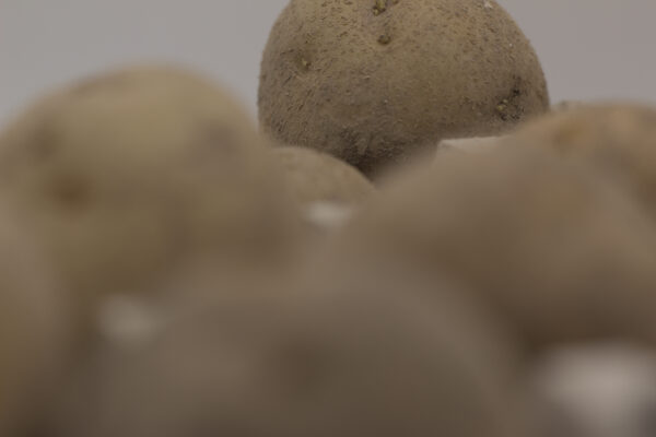 Close up German Butterball tubers