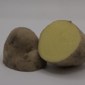 Cut German Butterball Seed tuber close up